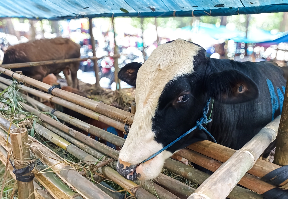 İstanbullu Et çiftliğinden büyükbaş hisselik